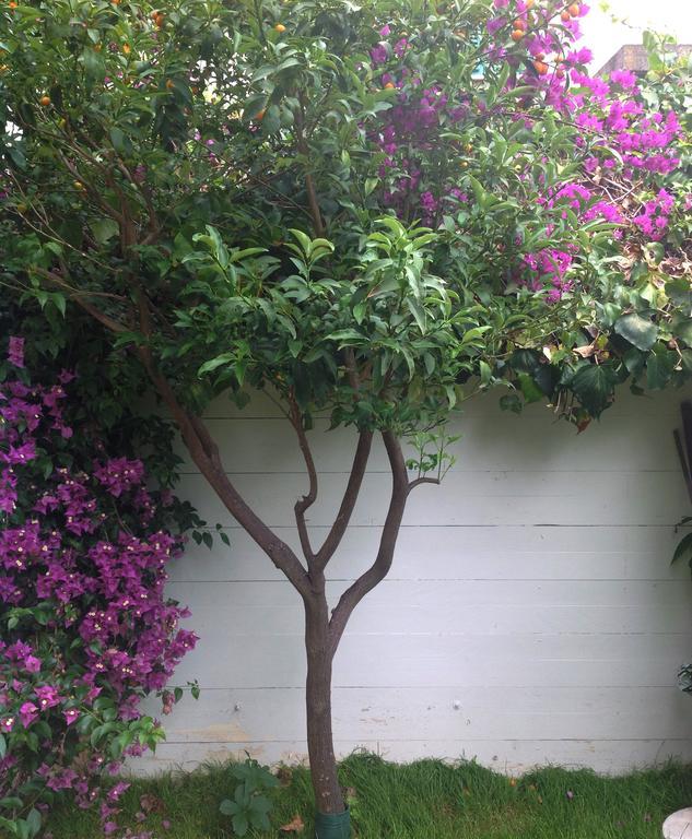 A Casa Di Lolu Bed & Breakfast Grottammare Dış mekan fotoğraf